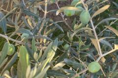 Zeytin-3