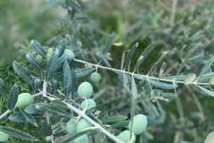 Zeytin-ANA