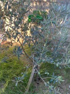 Zeytin 2 225x300