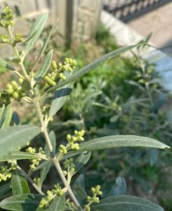 Zeytin Cicegi E1763673153753 245x300
